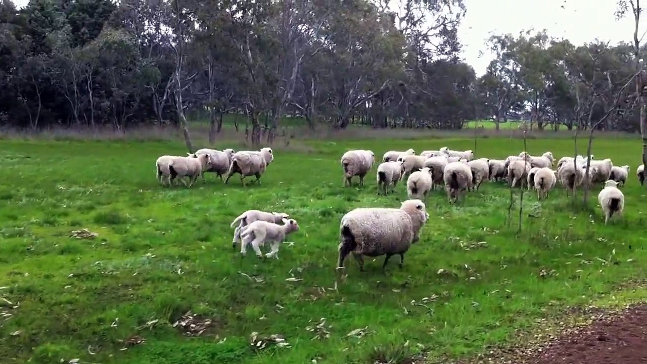 Sheep crossing road