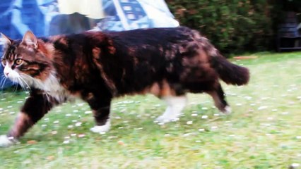 Die Katze (Norwegische Waldkatze) ist wieder da! The cat is back! Norwegian Forest Cat