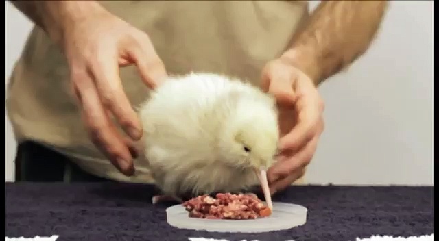 Rare White Kiwi