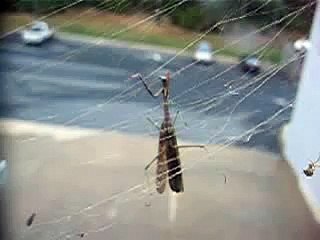 Spider vs Praying Mantis #1