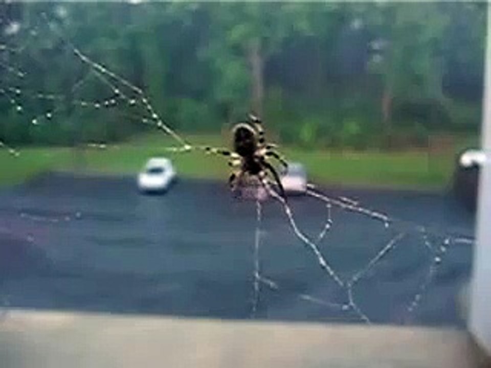 Spider in the Rain #2