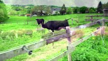 Incroyables Vaches Folles de Joie