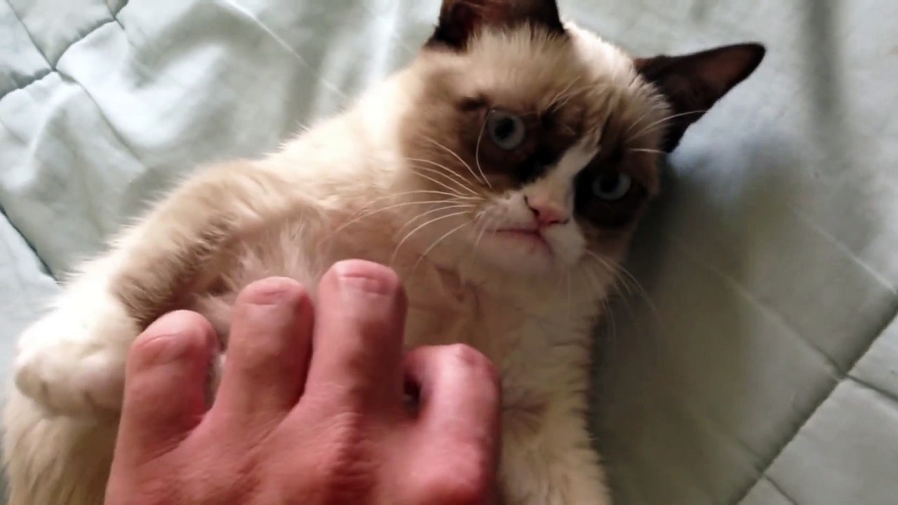 The Original Grumpy Cat