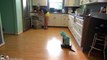 Cat Wearing A Shark Costume Cleans The Kitchen On A Roomba. Shark Week. #SharkCat cleaning Kitchen!