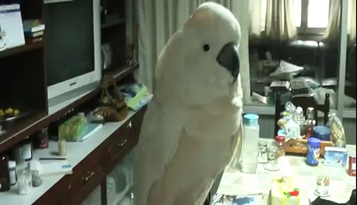 Laughing Cockatoo