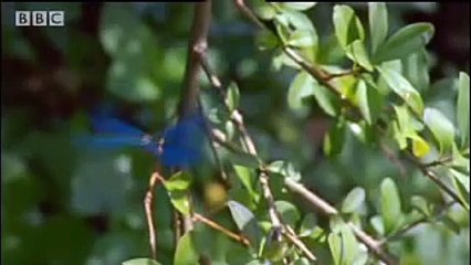 Amazing miniature world - Sir David Attenborough's Life in the Undergrowth - BBC wildlife