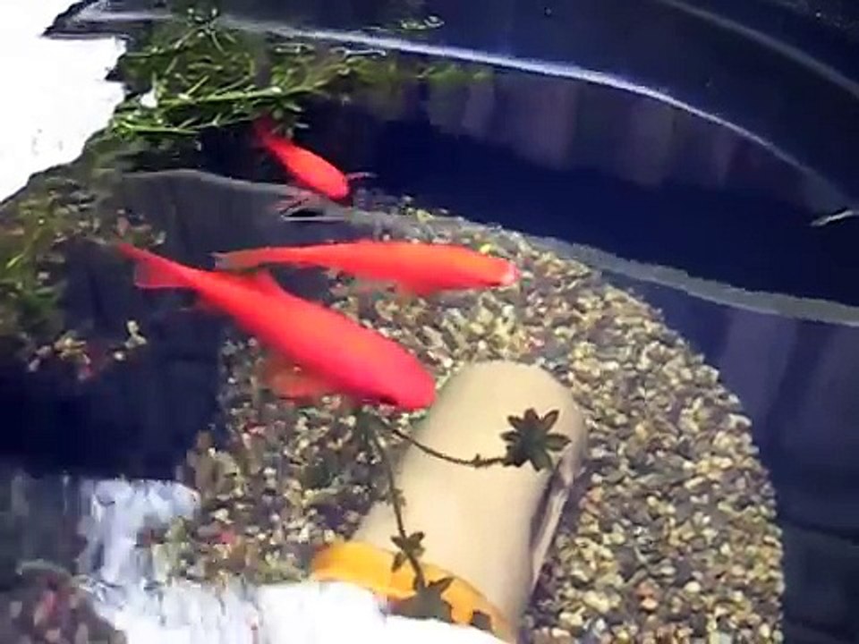 Goldfish Container Pond with DIY Filter