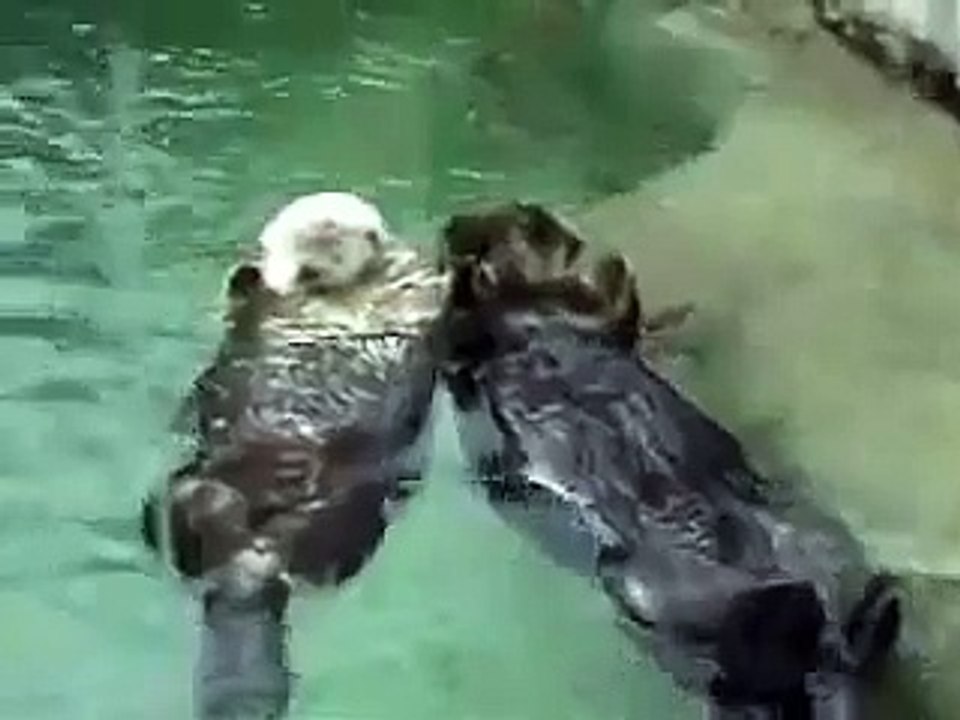 Otters holding hands