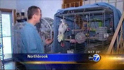 RESCUE THE BIRDS: PARROT RESCUE in CHICAGO (News Clip)
