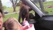 Monkey opens my son's door at Knowsley Safari Park. Very funny!