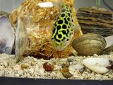 Green spotted puffer attacking a ramshorn snail
