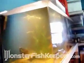 Rick Perez's Monster Cichlid Fish Room Tour