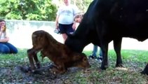 My Cow Giving Birth