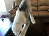 Jasper the Sheepdog Romping on Couches