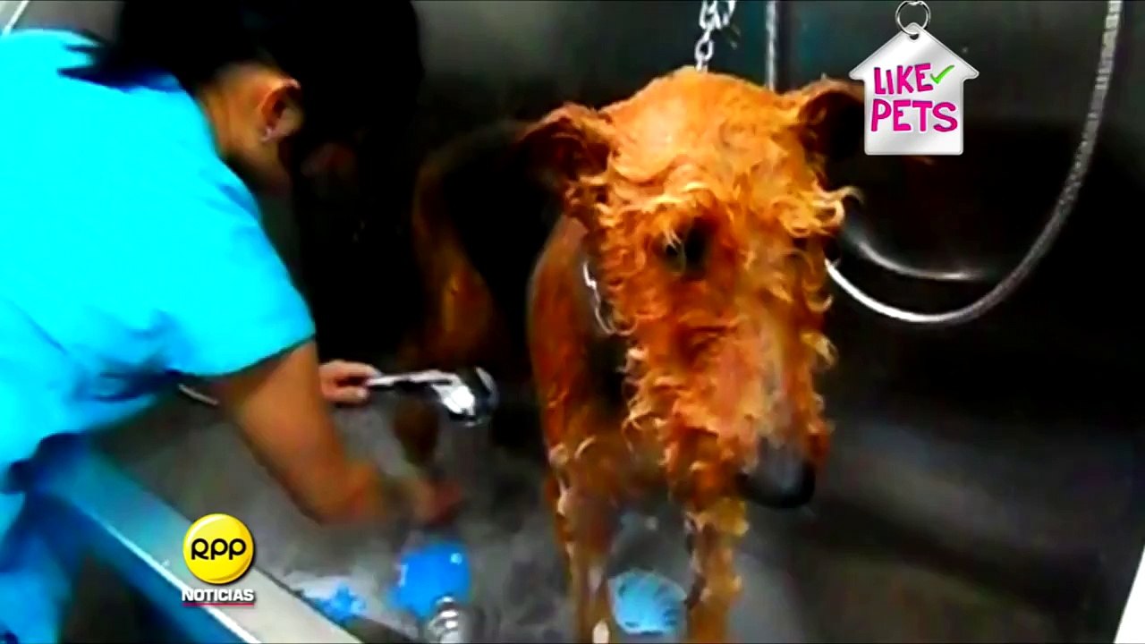 LIKE PETS │ Aprende cómo bañar a tu perro