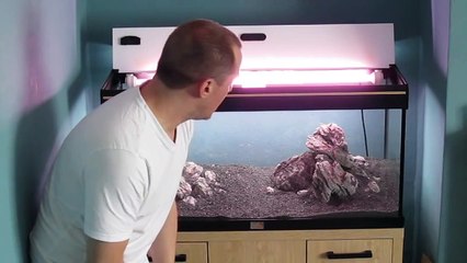 Setting up a low tech planted aquarium - Plants by Aquadip