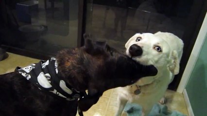 Dogs making out hard core