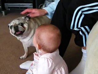 Barking Pug (Malcolm) Makes Baby Giggle
