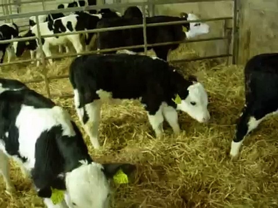 Excited Baby Calf
