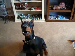 Doberman bark and whisper trick