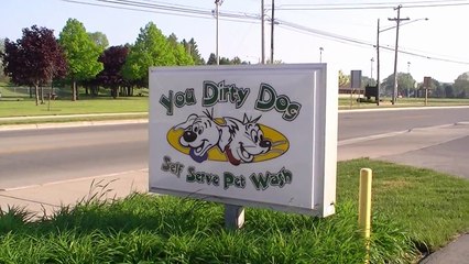 Shelby the Siberian Husky gets a Bath at the Dog Wash!