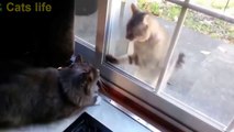 Cats fighting| battles cats from behind the glass | compilation