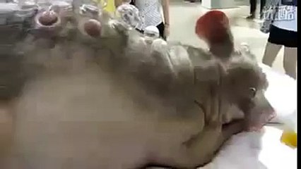 Largest Rat In The World   Odd Strange Weirdest Things