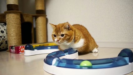 マンチカン、足も短かきゃ気も短い「ねこどら♯4」