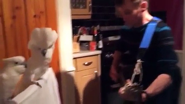 Perroquets fans d'Elvis