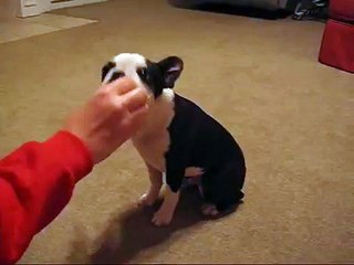 How to teach your dog to roll over and play dead