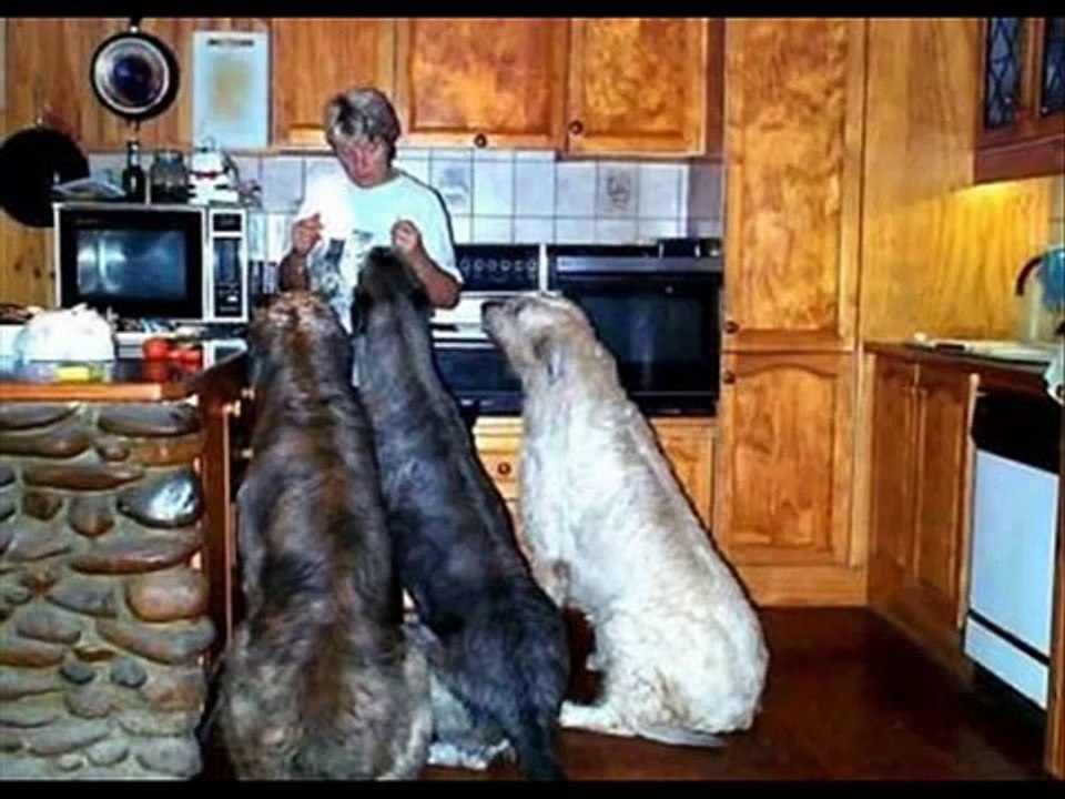 Najwieksze psy swiata