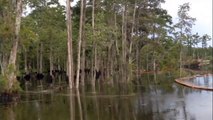 Sinkhole swallows trees whole in Louisiana swamp