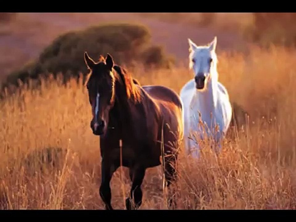 Mensch wie gehst du mit den Pferden um? Version 8