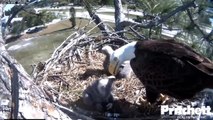SWFL Eagle Cam ~ E6 Gets Fed in Broad Daylight! ~ 01/19/15