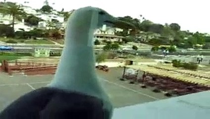 Crazy Seagulls
