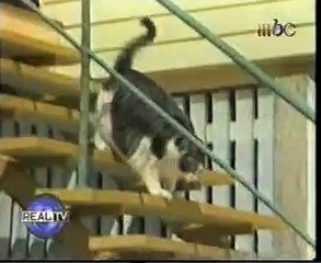 Fattest Cat in the World Accordng to guinness book