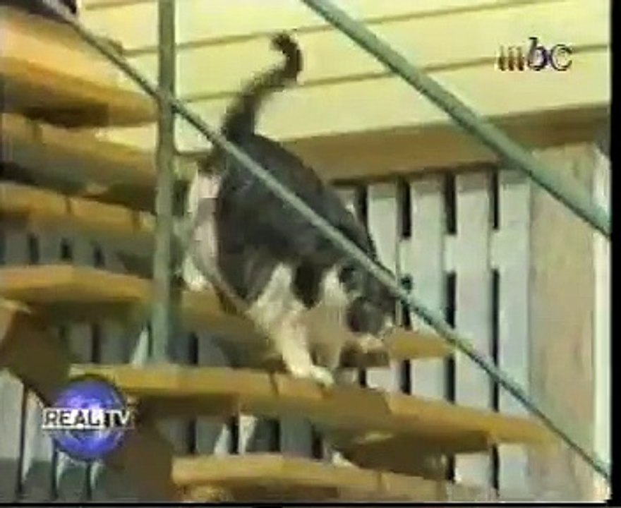 Fattest Cat in the World Accordng to guinness book