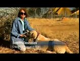 Turkish Kangal Dog protects African sheeps - Kangal vs Lion