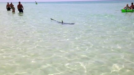 Hammerhead Shark at Miramar Beach in Destin, FL 8/5/2013