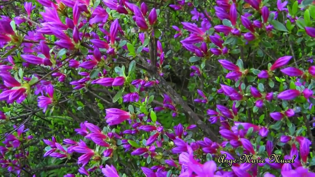 ANDRE RIEU.  SERENADE DU ROSSIGNOL.Nightingale Serenade