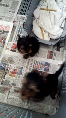 yorkshire teririer sıfır numara satılık yavrular 05414501227