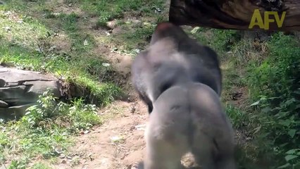 Gorilla attack human