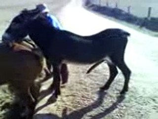 Un burro pixando en castillejo de martin viejoO