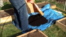 Planting our Potatoes in our Potato Box