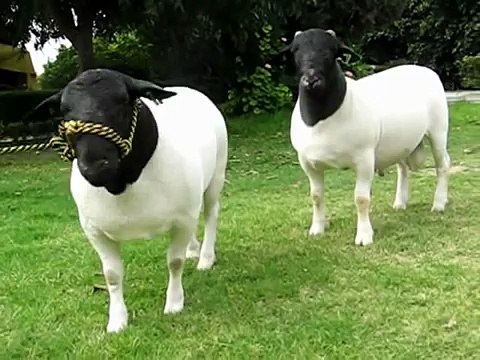Borregos dorper - Campeones de Expo pecuaria internacional de Irapuato México 2011