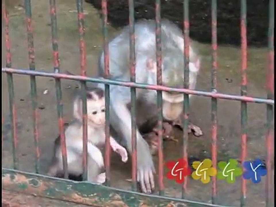 귀여운 아기 원숭이 Cute Baby Monkey