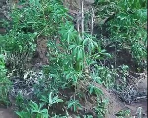 Production videos from Wadep: Gari (Cassava)  production