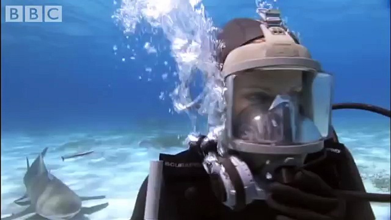 Swimming with Tiger Sharks - Shark Therapy - BBC Animals
