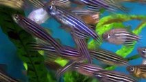 Zebrafish / Zebra Danio (Danio rerio) - Tropical Fish