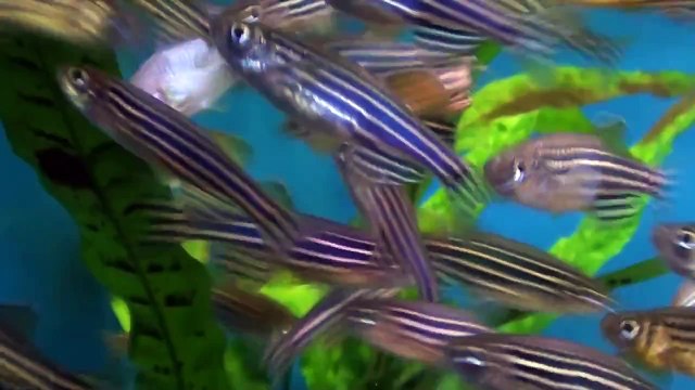Zebrafish / Zebra Danio (Danio rerio) - Tropical Fish
